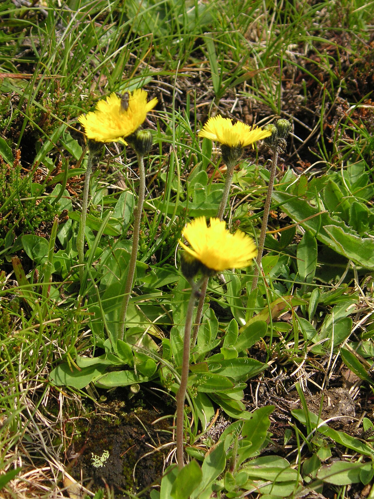 European hawkweed: Hieracium lactucella