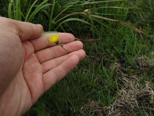 European hawkweed (Pilosella lactucella)