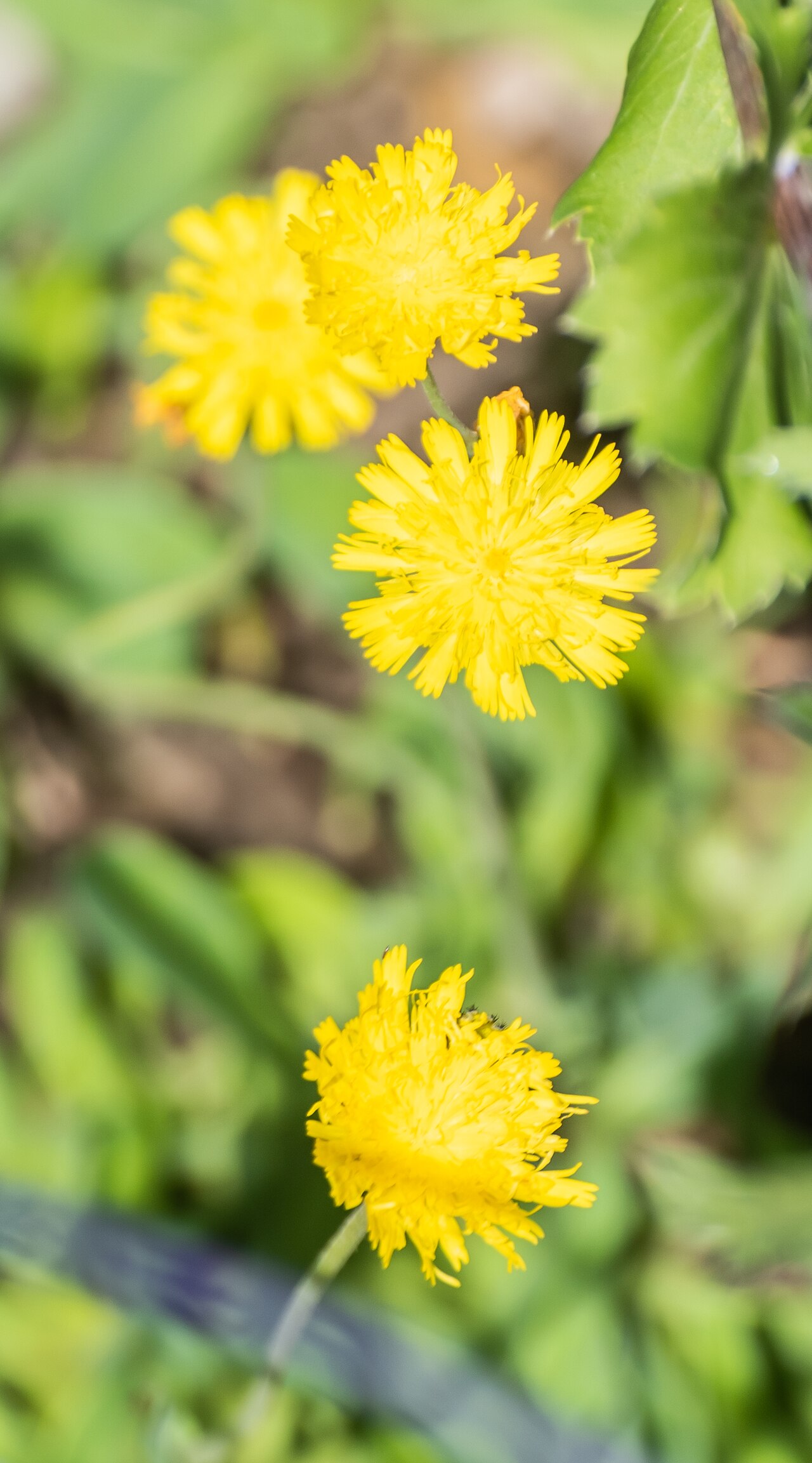 European hawkweed: Hieracium lactucella in Jardin des 5 sens in Yvoire, Haute-Savoie, France