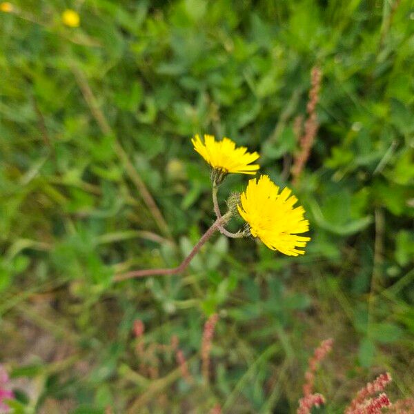 European hawkweed (Pilosella lactucella)