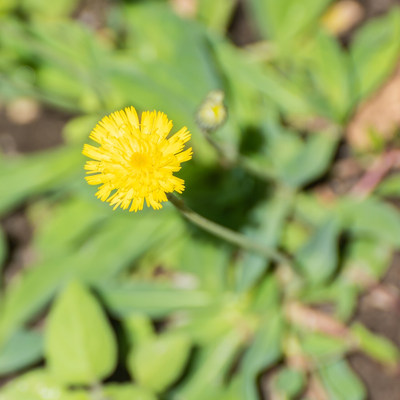 European hawkweed: Hieracium lactucella in Jardin des 5 sens in Yvoire, Haute-Savoie, France