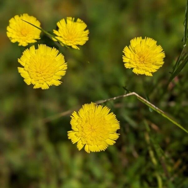 European hawkweed (Pilosella lactucella)