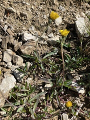 European hawkweed (Pilosella lactucella)