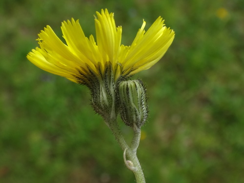 European hawkweed (Pilosella lactucella)