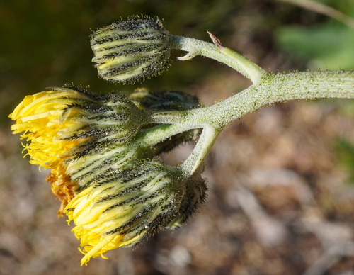 European hawkweed (Pilosella lactucella)