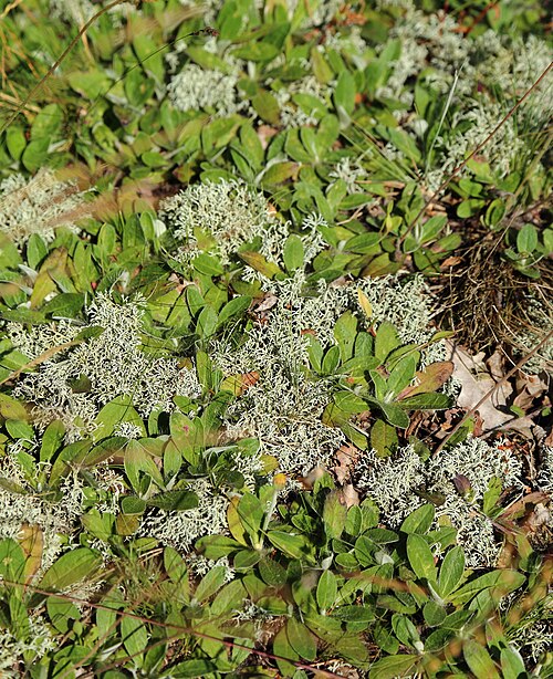 Pilosella officinarum: Mouse-ear Hawkweed ( Hieracium pilosella ) and Cladonia ( Cladonia spec. ) in the nature reserve (Naturschutzgebiet) „Düsterdieker Niederung“ in Westerkappeln ,