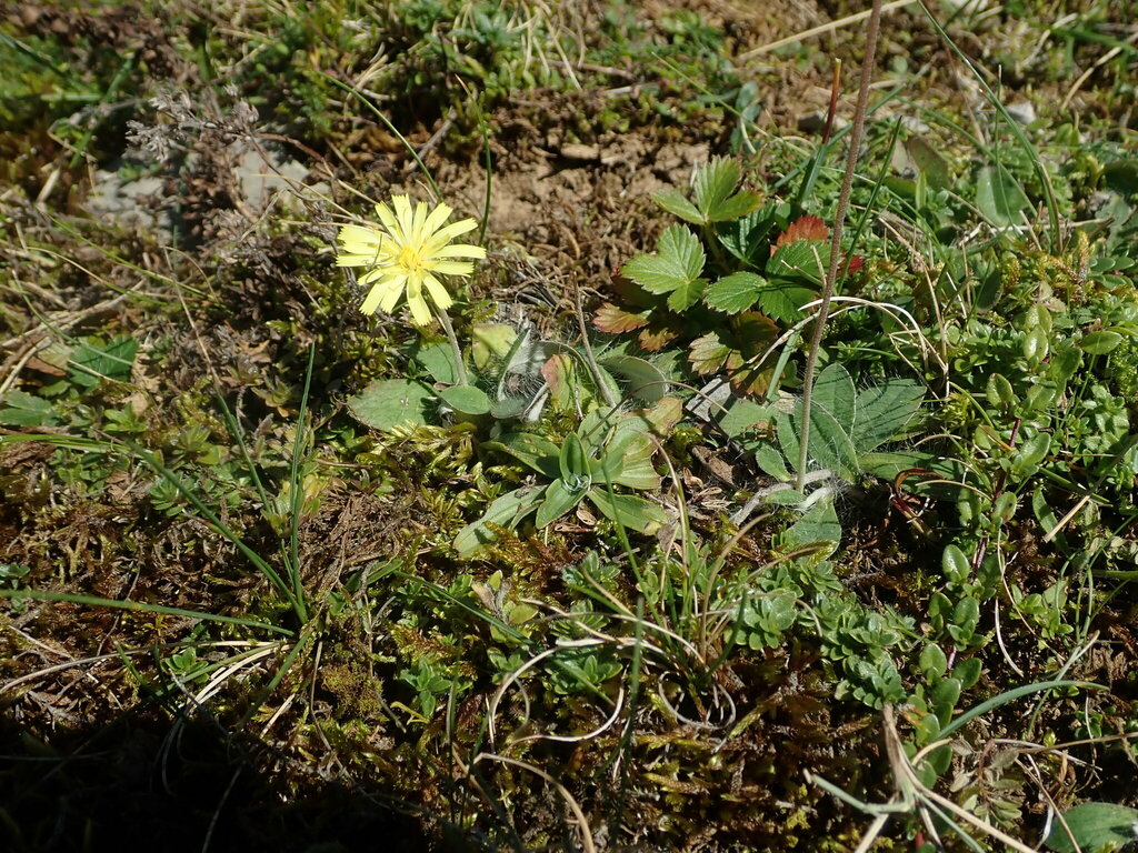 Pilosella officinarum (Pilosella officinarum)