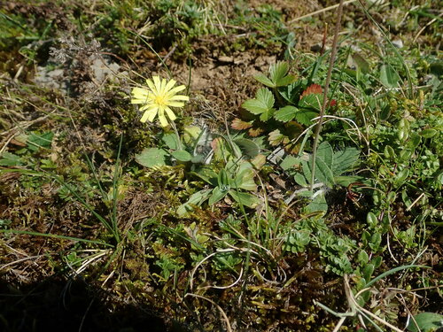 Pilosella officinarum