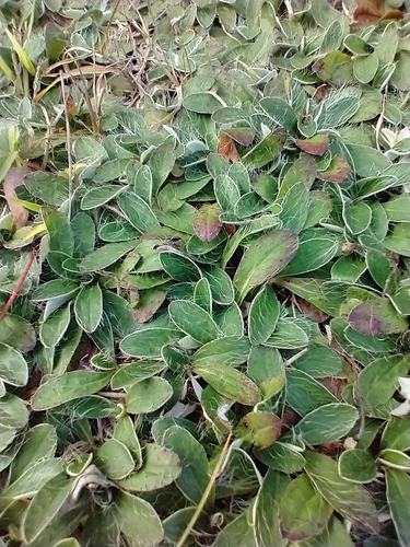 Pilosella officinarum (Pilosella officinarum)