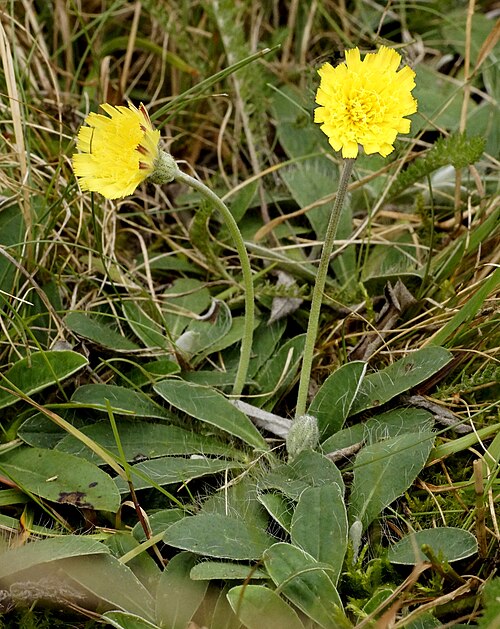 Pilosella officinarum: Langhaariges Habichtskraut, Asteraceae, Deutschland, Bayern, Oberfranken, Selbitz Photo: U.Schmidt, VIII.2012