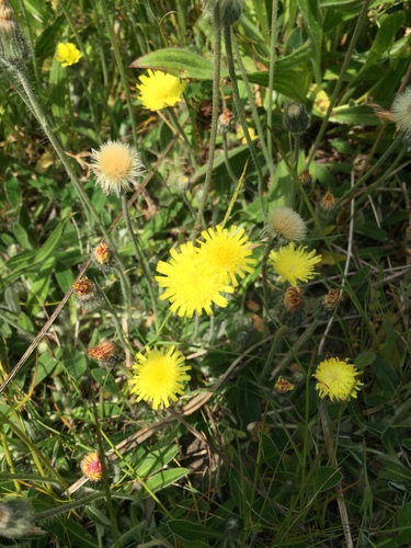 Pilosella officinarum (Pilosella officinarum)