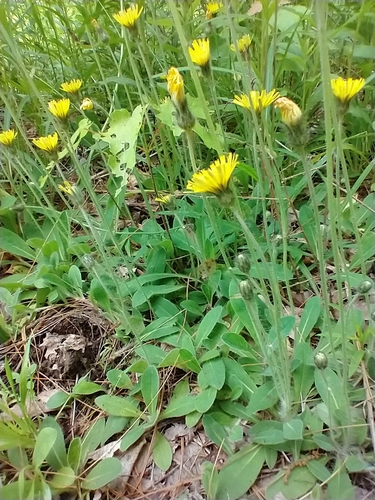 Pilosella officinarum (Pilosella officinarum)