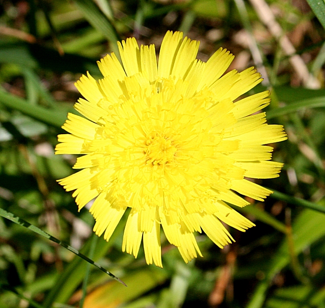 Pilosella officinarum: Mouse-Ear Hawkweed (Pilosella officinarum) This hawkweed is distinguished from other hawkweeds because its flowers are lemon-yellow, paler than other species. I
