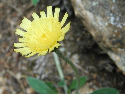 Pilosella officinarum (Pilosella officinarum)