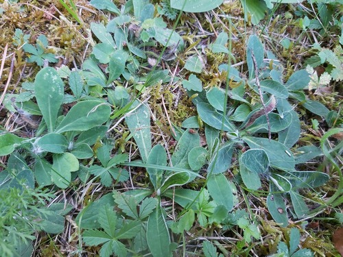 Pilosella officinarum (Pilosella officinarum)