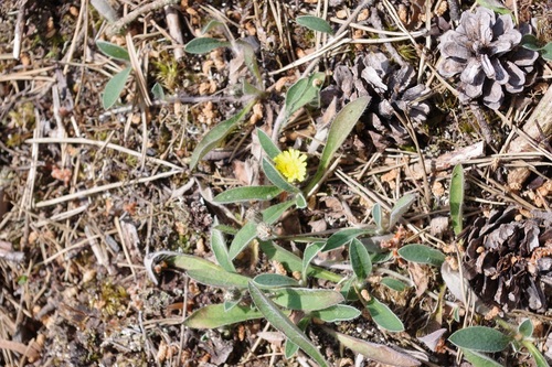 Pilosella officinarum (Pilosella officinarum)