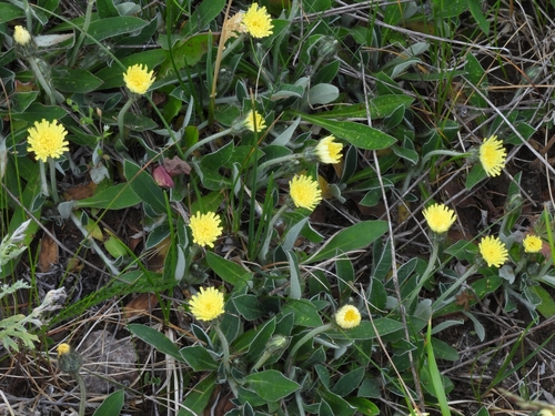 Pilosella officinarum (Pilosella officinarum)