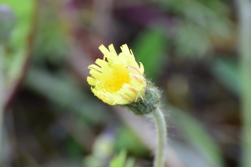 Pilosella officinarum (Pilosella officinarum)