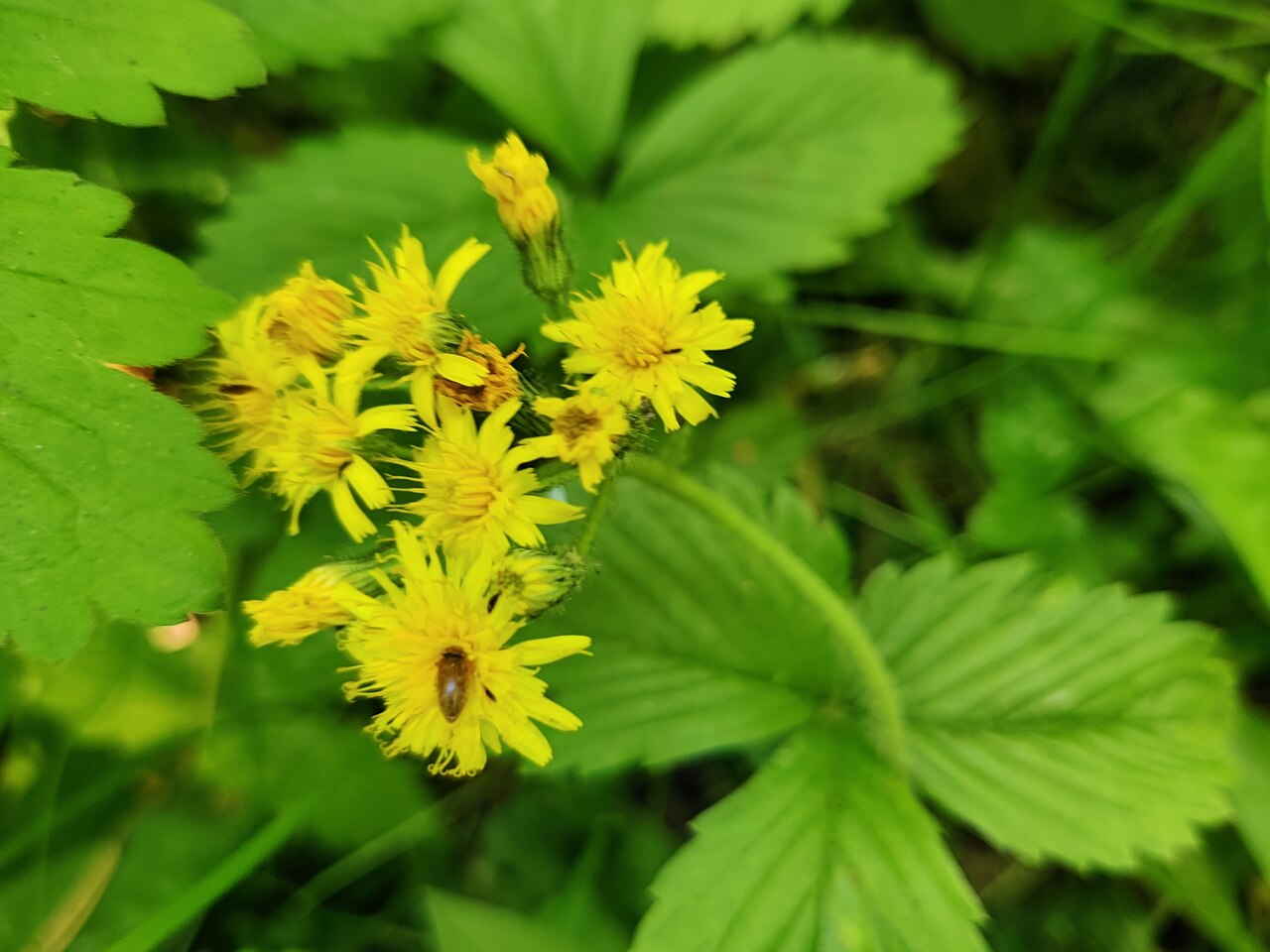 Pilosella onegensis: Pilosella onegensis