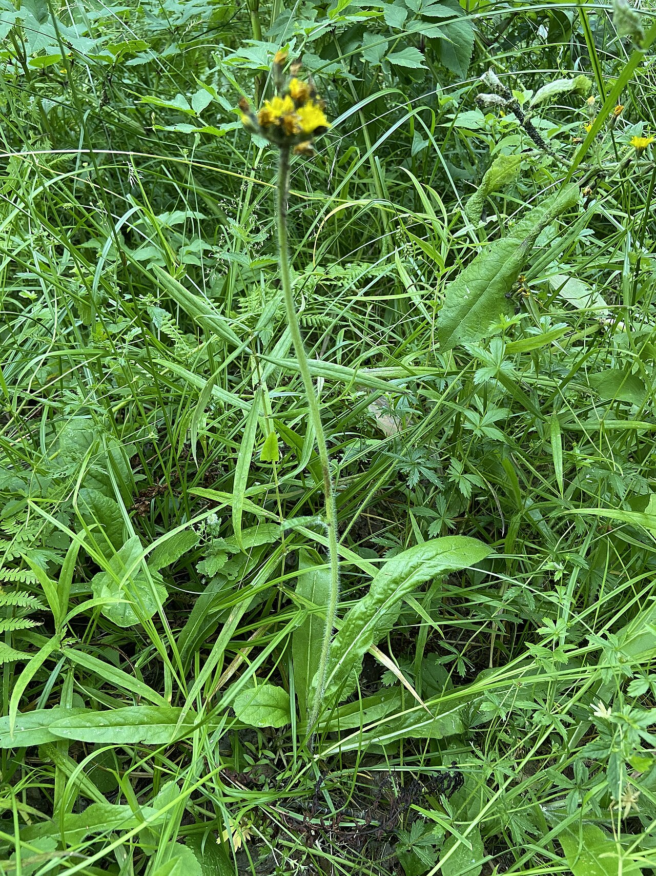 Pilosella onegensis: Pilosella onegensis