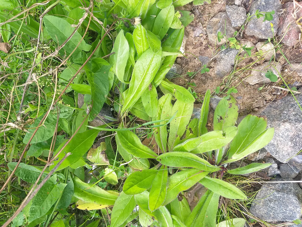 Pilosella onegensis: Pilosella onegensis