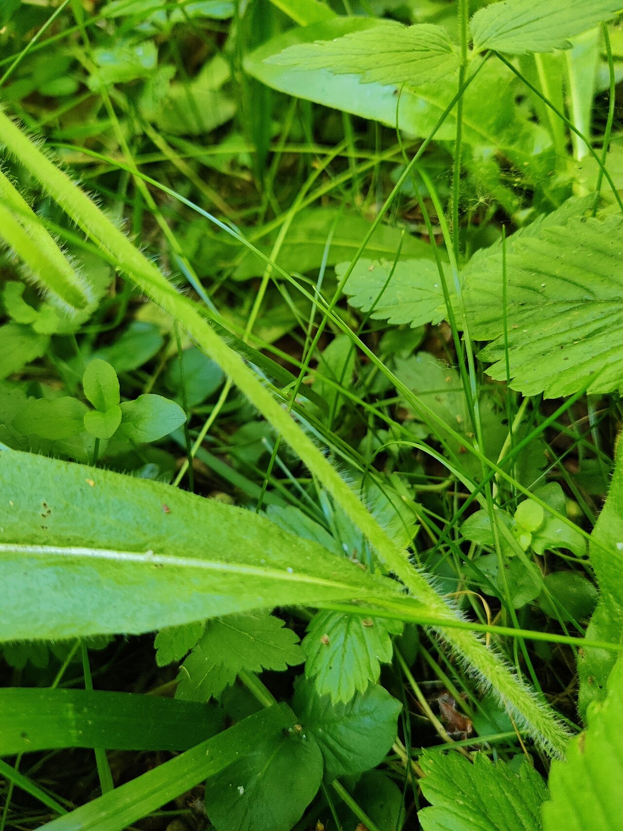 Pilosella onegensis: Pilosella onegensis