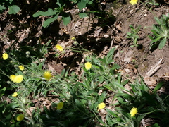 Pilosella peleteriana (Pilosella peleteriana)