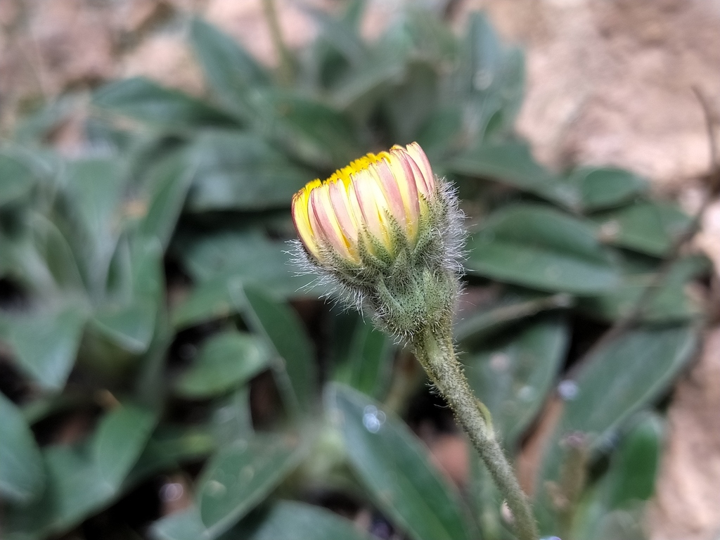 Pilosella peleteriana (Pilosella peleteriana)