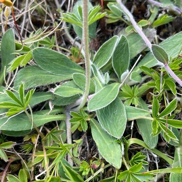 Pilosella peleteriana (Pilosella peleteriana)