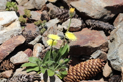 Pilosella peleteriana (Pilosella peleteriana)