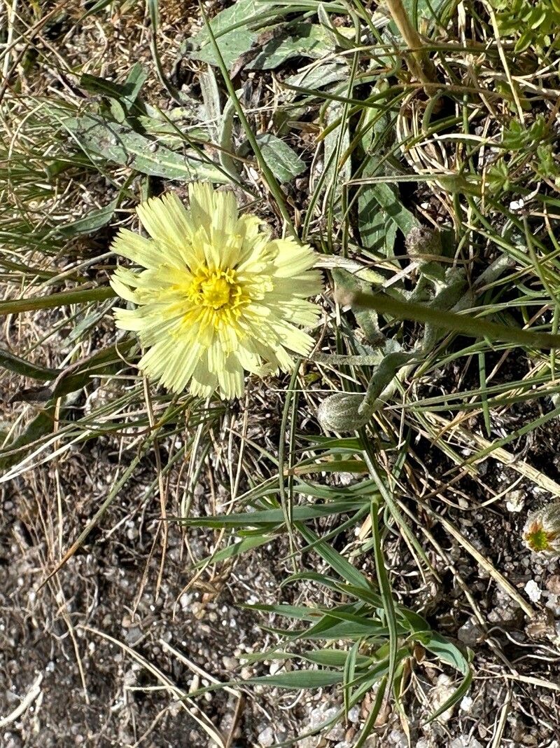 Pilosella peleteriana (Pilosella peleteriana)