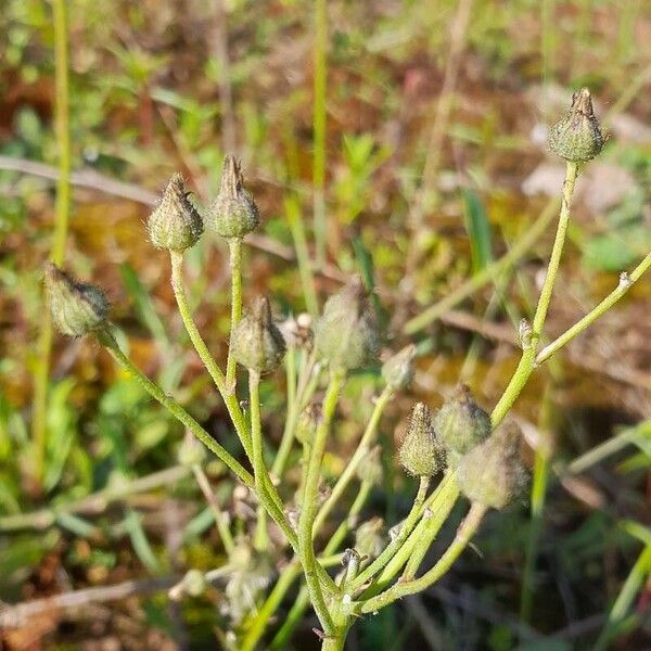 Tall hawkweed (Pilosella piloselloides)