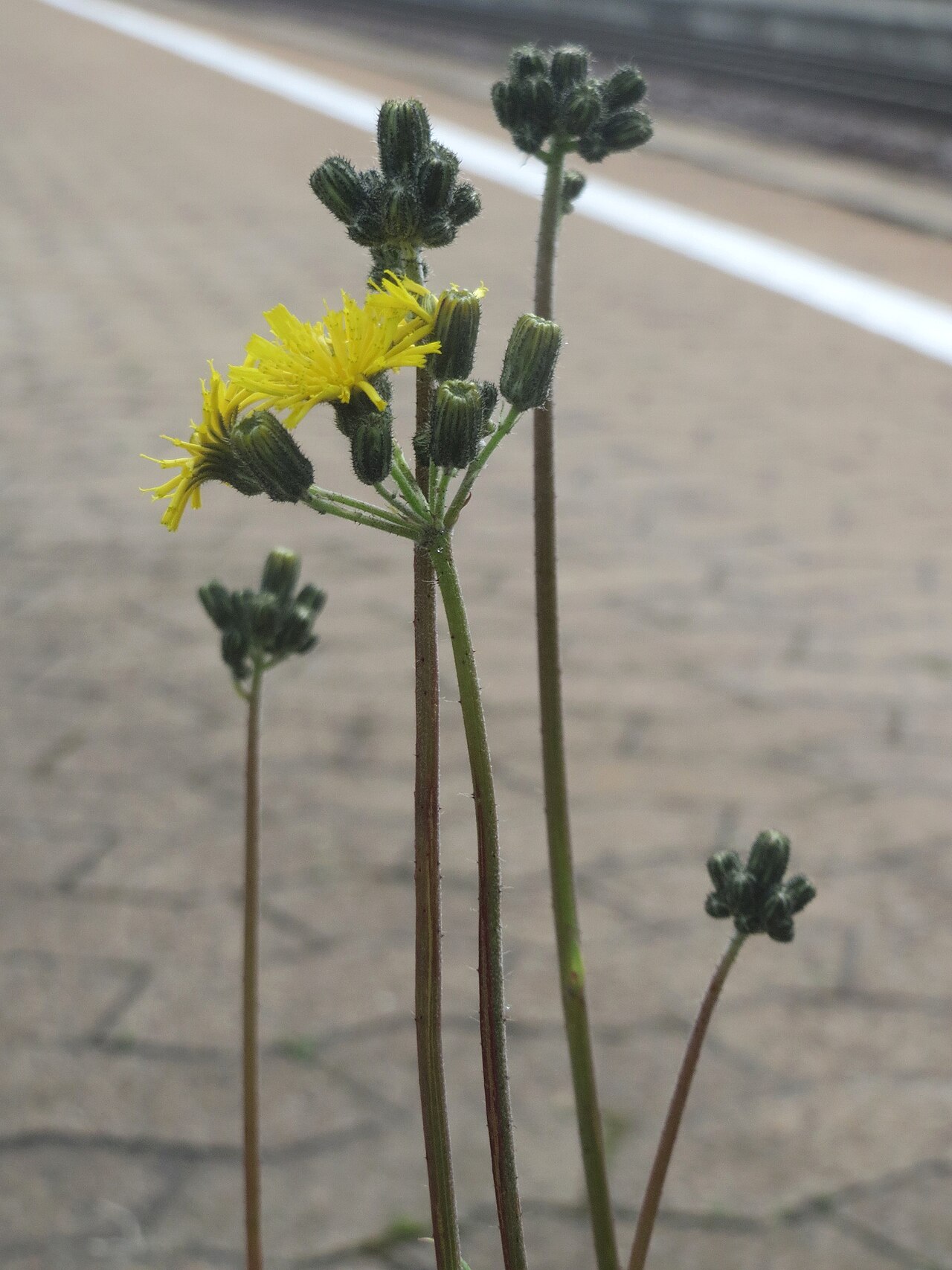Tall hawkweed: Ritzenbotanik: Florentiner Habichtskraut ( Pilosella piloselloides ) ? am Bahnhof Honburg