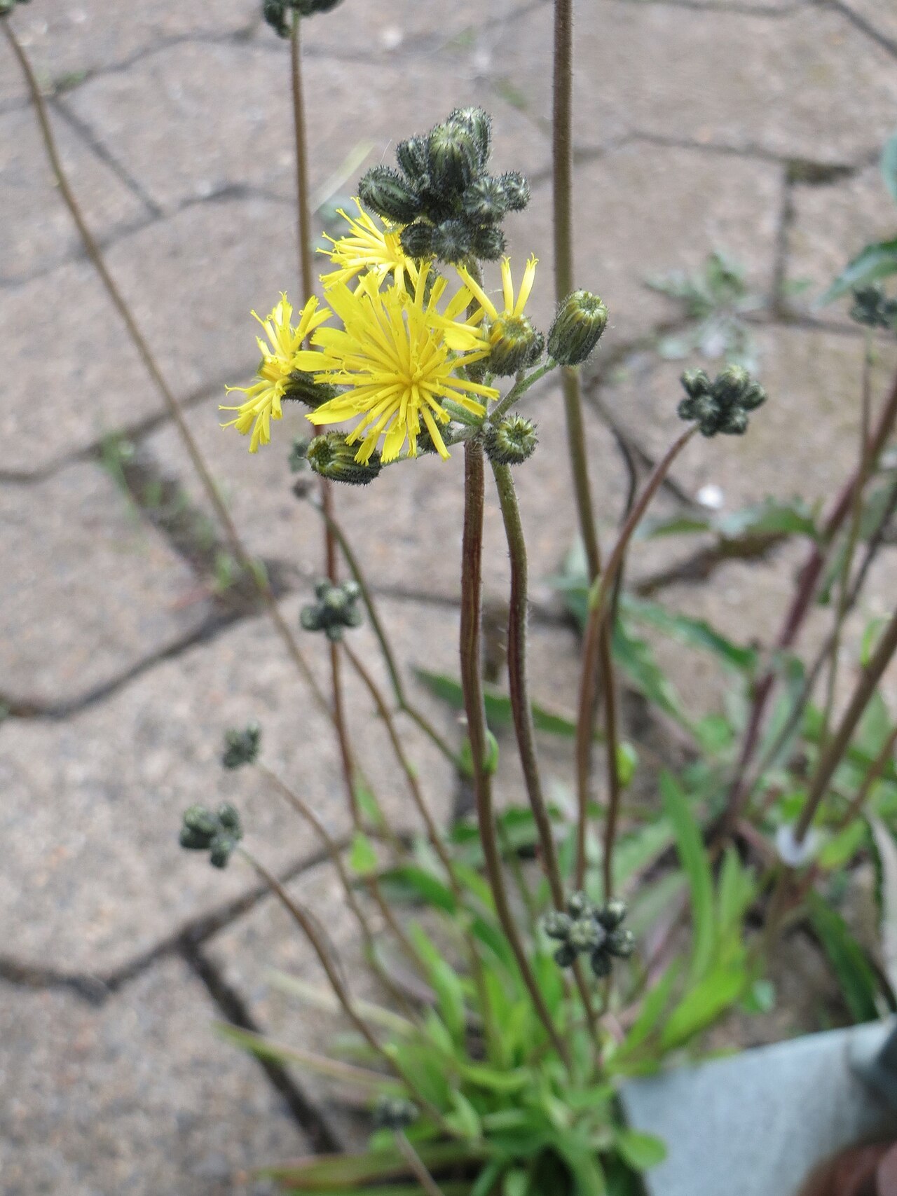 Tall hawkweed: Ritzenbotanik: Florentiner Habichtskraut ( Pilosella piloselloides ) ? am Bahnhof Honburg