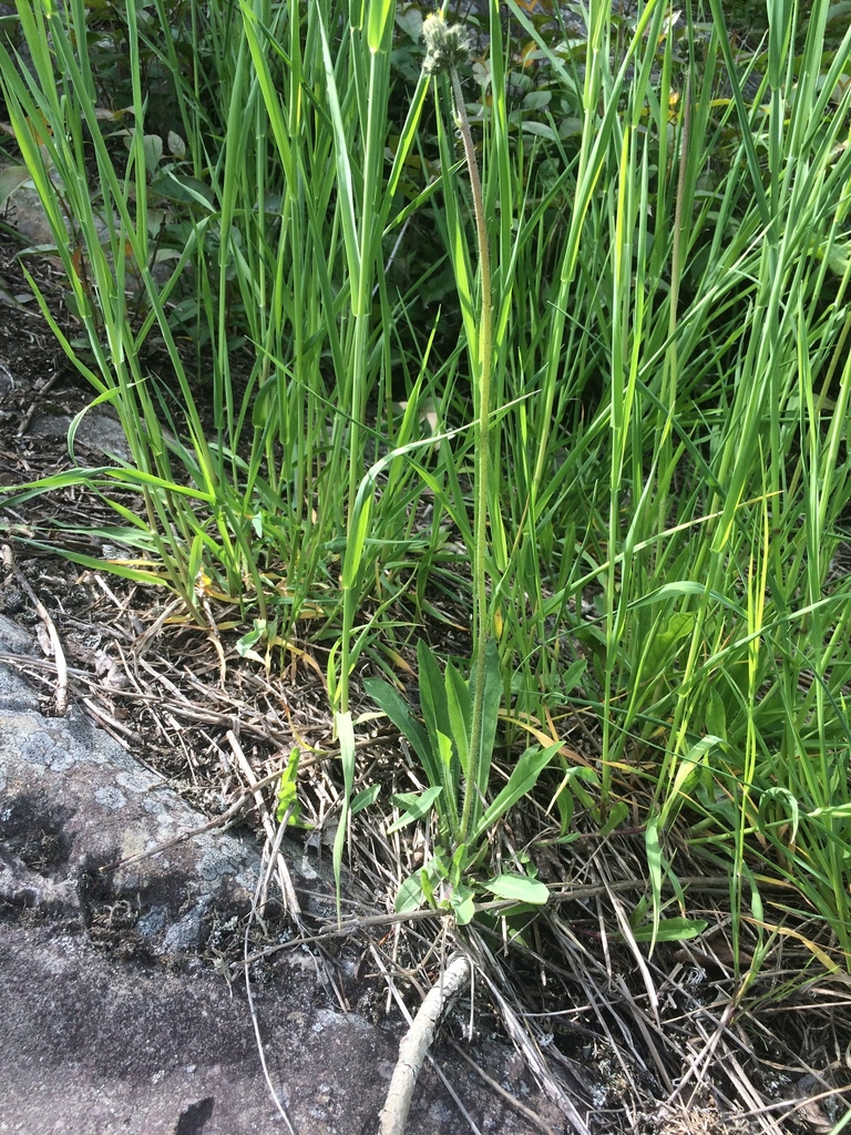 Tall hawkweed (Pilosella piloselloides)