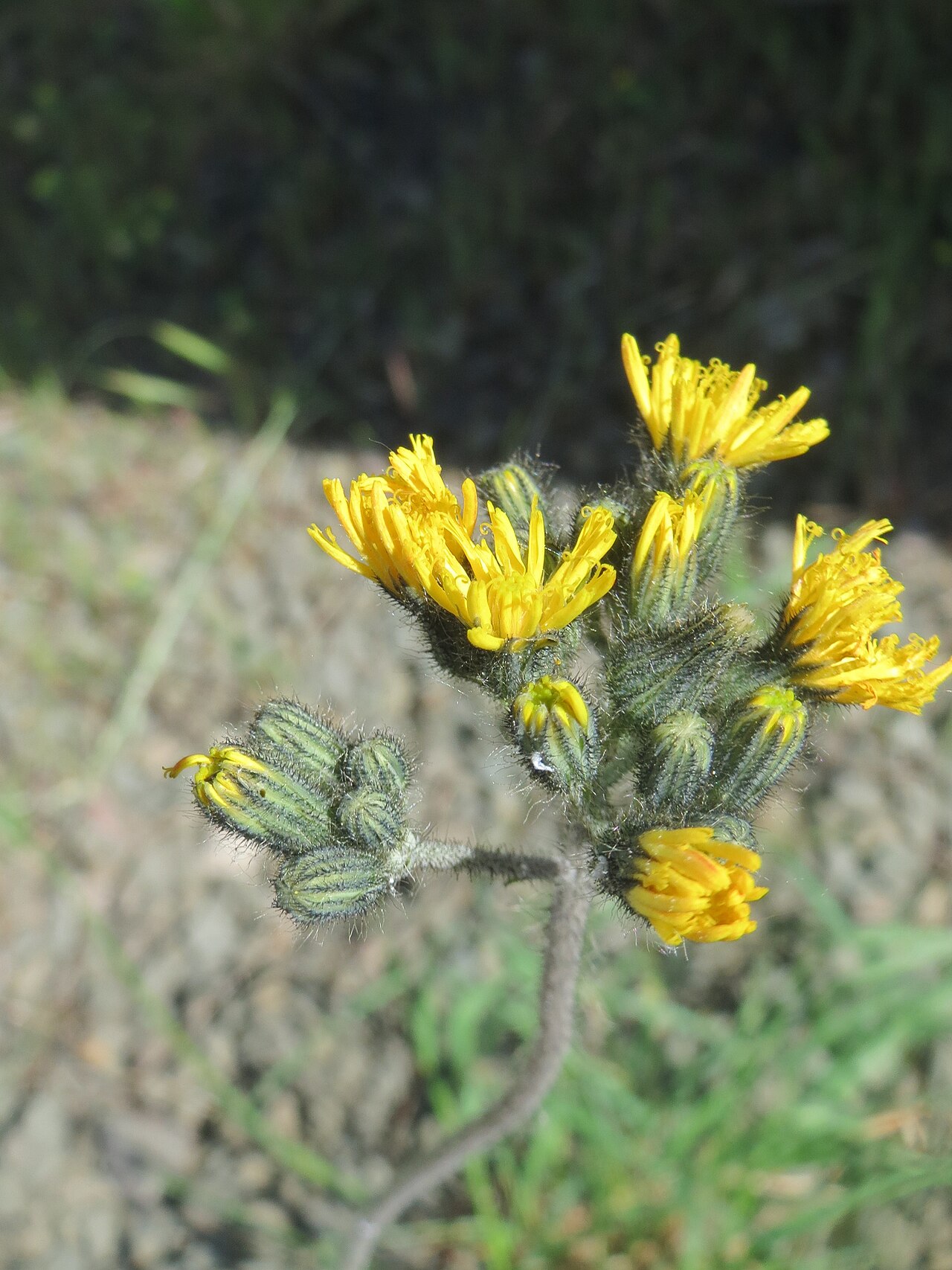 Tall hawkweed: Florentiner Habichtskraut ( Pilosella piloselloides ) ? in Bruchmühlbach-Miesau