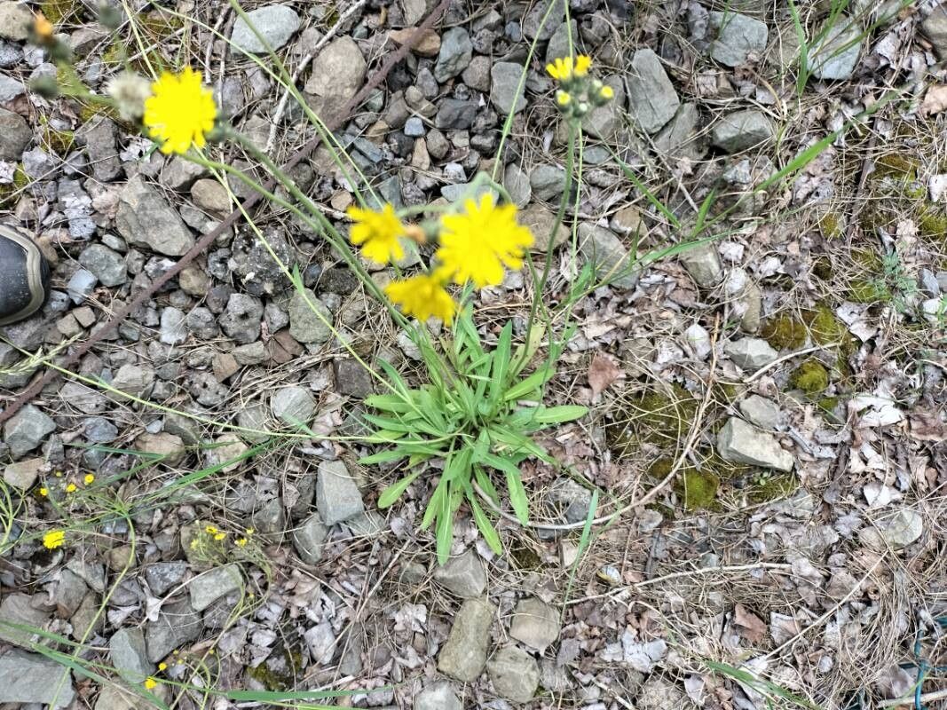Tall hawkweed (Pilosella piloselloides)