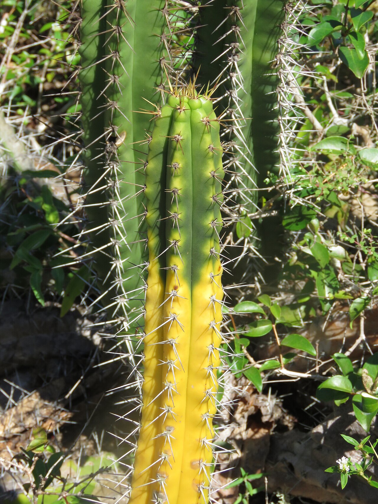 Pilosocereus arrabidae: Pilosocereus arrabidae, Brazil, 2025-05-21 (iNaturalist).