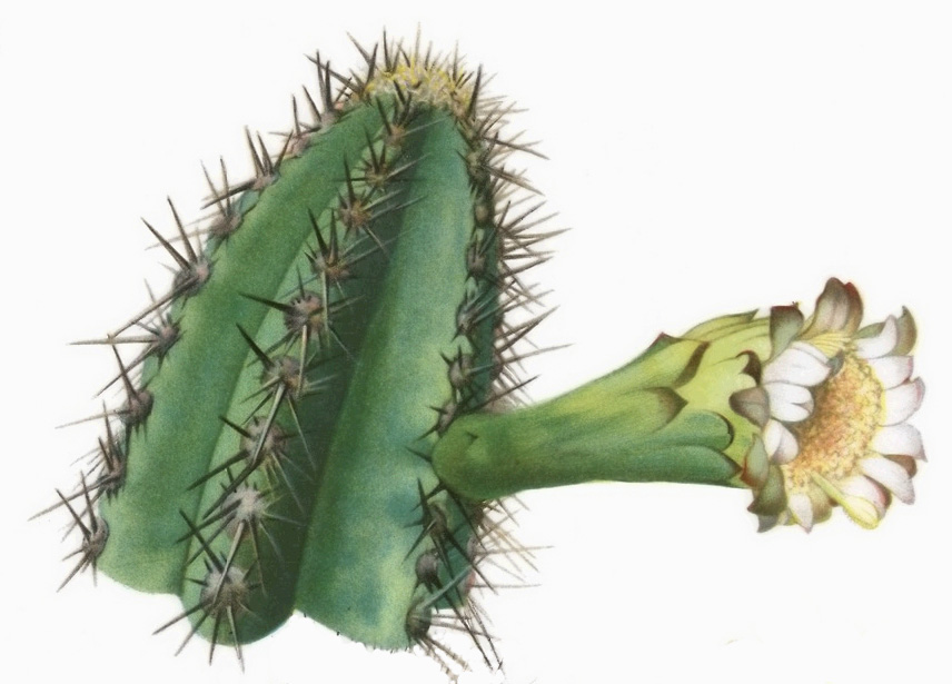 Pilosocereus arrabidae: Cephalocereus arrabidae