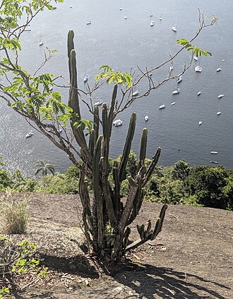 Pilosocereus brasiliensis: Pilosocereus brasiliensis