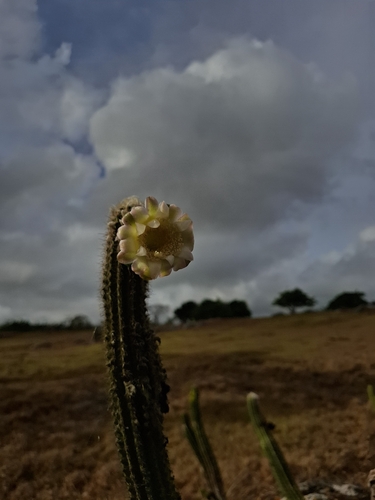 Pilosocereus catingicola (Pilosocereus catingicola)