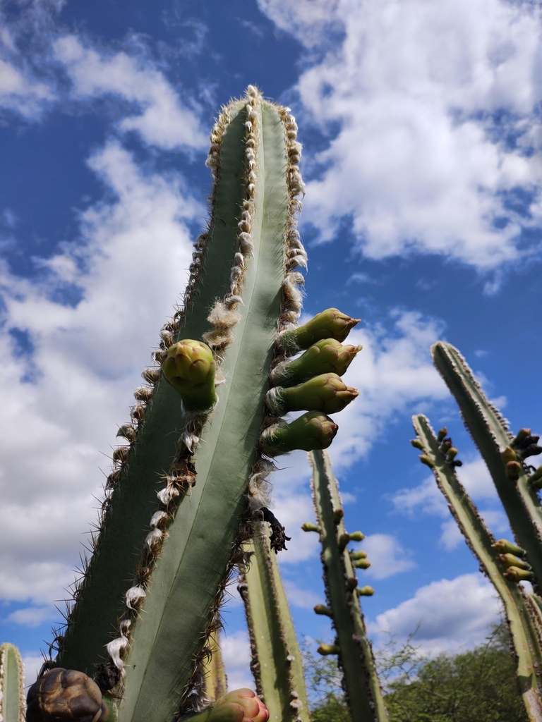 Pilosocereus catingicola (Pilosocereus catingicola)