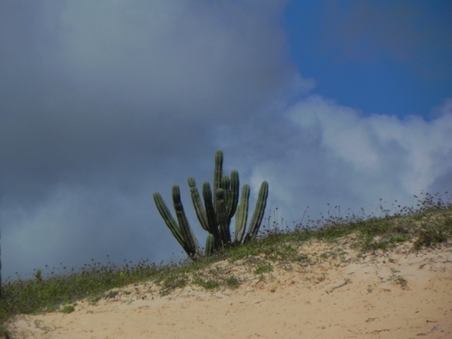 Pilosocereus catingicola (Pilosocereus catingicola)