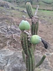 Pilosocereus catingicola (Pilosocereus catingicola)