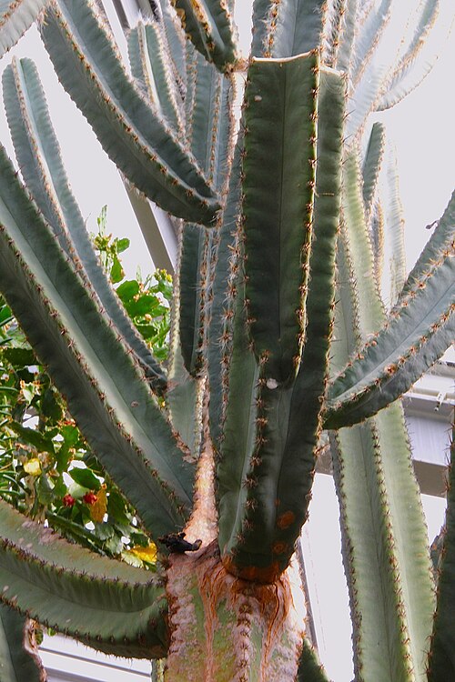 Pilosocereus catingicola: Pilosocereus catingicola