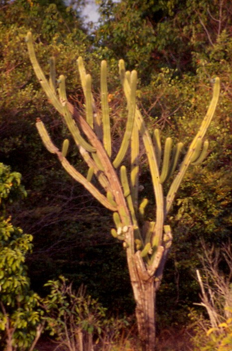 Pilosocereus catingicola: Hábito de Pilosocereus catingicola