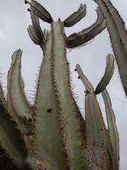 Pilosocereus catingicola (Pilosocereus catingicola)