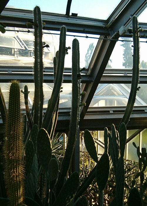 Pilosocereus catingicola: Location: Botanical Gardens Berlin Habitus and Flowers