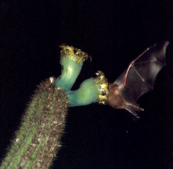 Pilosocereus catingicola: Visita de Lonchophylla mordax em Pilosocereus catingicola