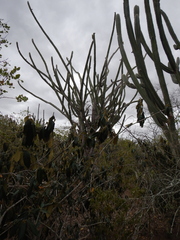 Pilosocereus catingicola (Pilosocereus catingicola)